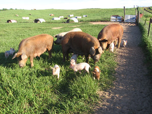 Jake's Country Meats