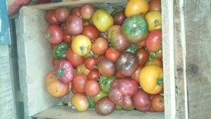 Everitt Farms