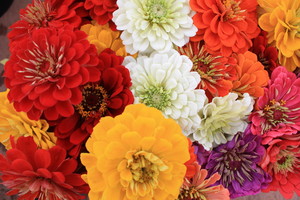 Chatham Farmers Market