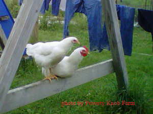 Poverty Knob Farm