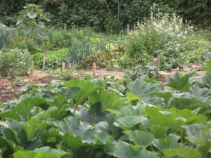 Sublime Greens Farm