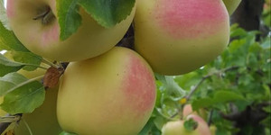 Ela Family Farms