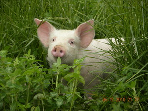 Pahl's Hogs
