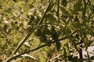 Bountiful Basket Farm