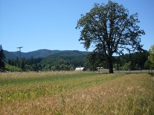 Open Oak Farm
