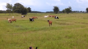 Field of Faithfulness