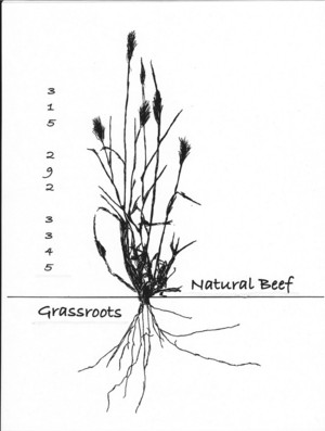 Grass Roots Farm