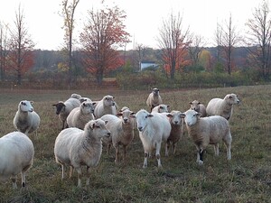 Linden Hill Farm