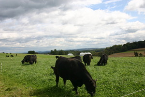Kookaburra Farm Grass Fed Beef