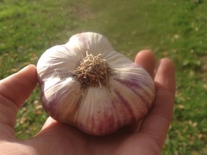 Glacier Tilth Farm