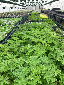 Prevette Family Farm