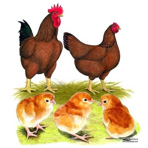 Pastured Free Range Chicken / Ducks / Gesse / Turkeys
