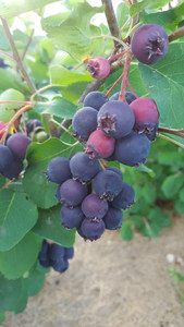 Dee's Nutz and Berries