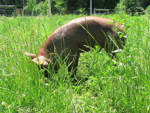 Freedom Food Farm