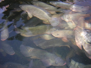 Double Bar G Aqua Farms