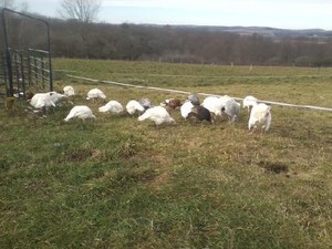 Moon Dancing Farm