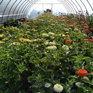Red Daisy Farm
