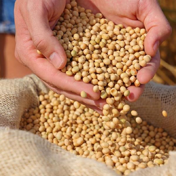 soy beans