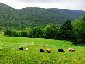 Otter Creek Homestead