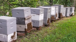 Brubaker Apiaries
