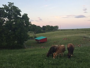 Peaceful Hills Farm