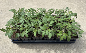 Nardozzi's Nursery