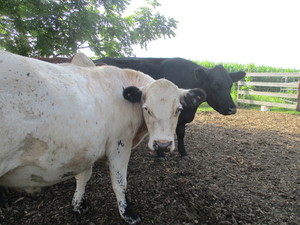 Summerdale Farms, Inc.