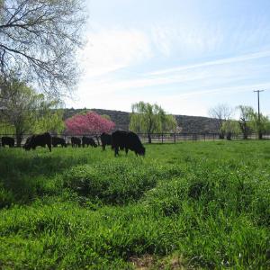 L Bell Ranch