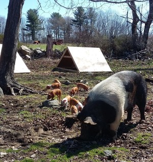 Hilltop Grazers of North Quabbin
