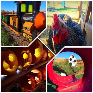Wickham Farms