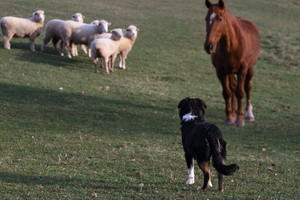 Boreland Family Farm - Pastured Lamb