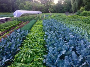 Edible Uprising Farm
