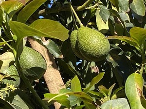 California Avocados Direct