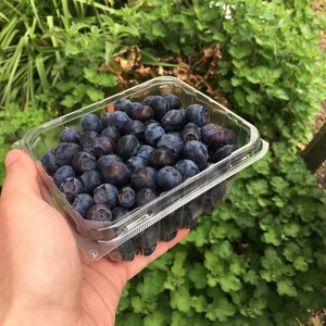Agriberry Farm and CSA