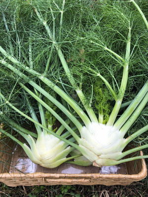 Stoney Lane Organic Farm