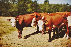 Crystal Creek Ranch