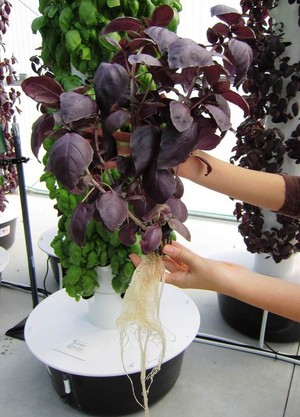 Urban Farm Co. by Dallas Urban Farms