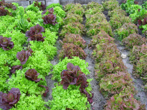 Seabreeze Organic Farm
