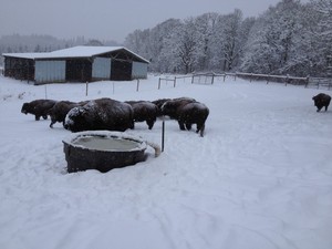 Green Fields Bison Ranch