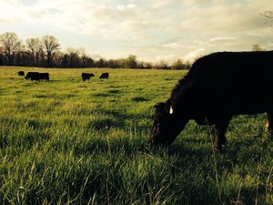 Hawkins Farms