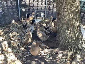 Quail Haven Urban Farm