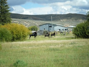Lost Wells Cattle Co LLC
