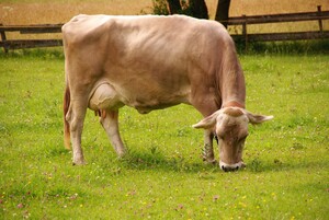CT Ranch