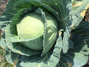 Victory Oasis Farm
