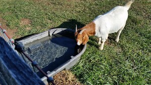 T & W Boer Goat Farm Market & Cut Flowers