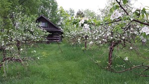 Log Cabin Orchard