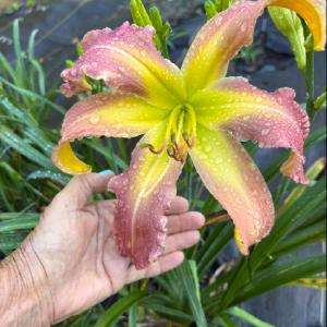 Mirabella Daylily Farm and Gardens