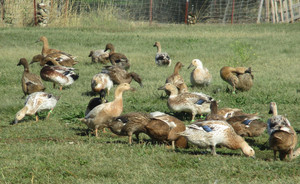 Ohadi All Natural Duck Eggs