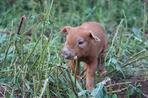 Pete's Fine Swine
