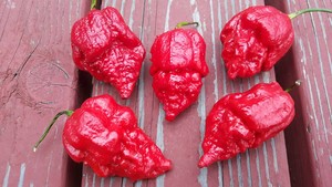 Refining Fire Chiles